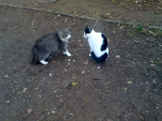 cat fight. i filmed myself))))