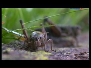 school of survival in the world of insects /unusual world/ 2008 part i